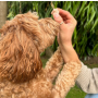 Animals Like Us Freeze Dried Raw Grass-Fed Lamb Heart Dog Treat