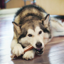 Kong Wild All-Natural Whole Elk Antler for Dogs