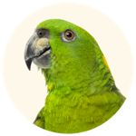 Green bird