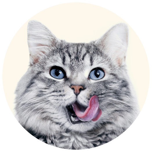 Cat licking face