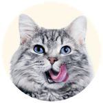 Cat licking face