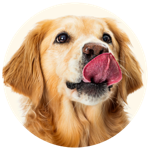 Dog licking nose