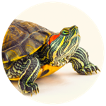 Red-earred slider turtle