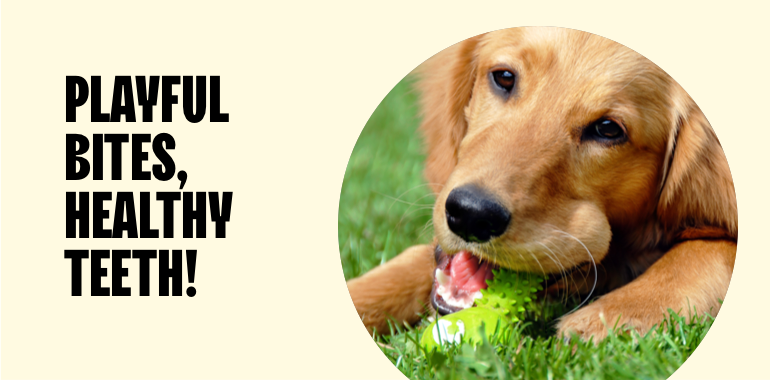 Dog chewing on a rubber chew toy