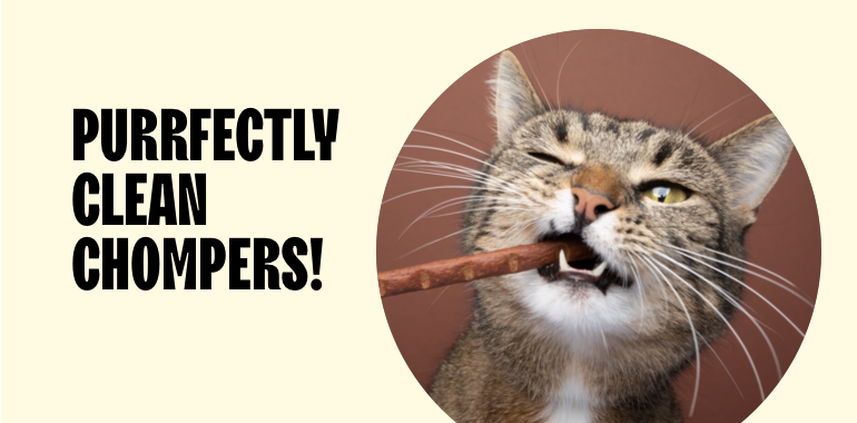 Cat chewing on a dental stick