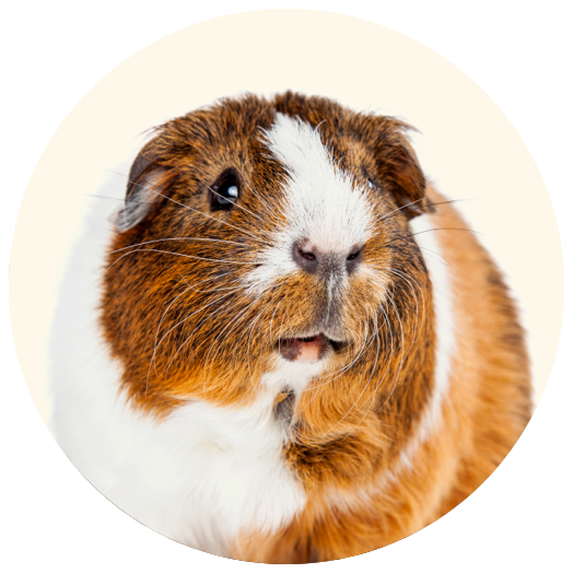 Guinea pig looking