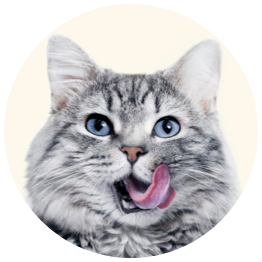 gray cat